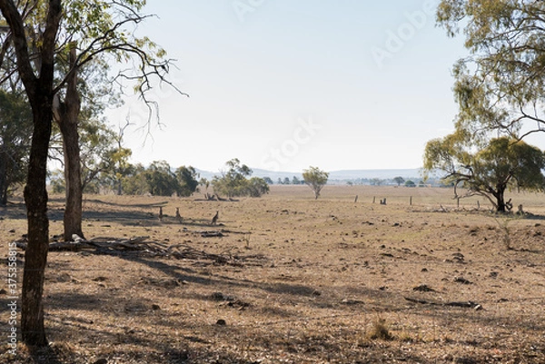 Fototapeta Kangaroos in dry paddock on the Darling Downs, outback Queensland, during drought
