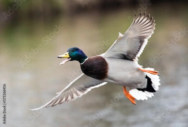 Obraz Kaczka w locie