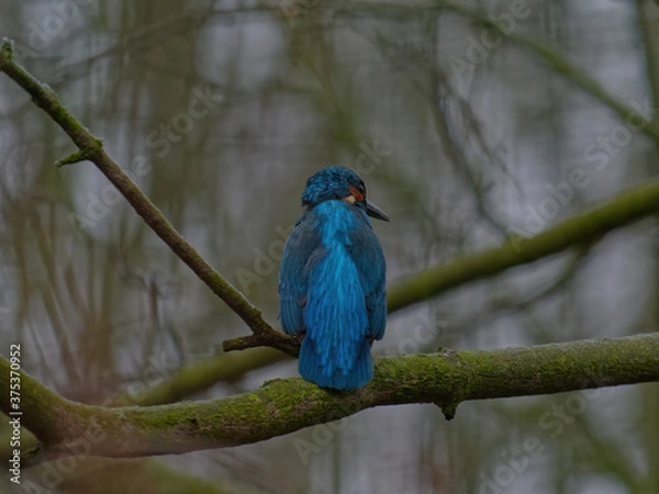Fototapeta The common kingfisher, Alcedo atthis, also known as the Eurasian kingfisher, and river kingfisher, is a small kingfisher with distribution across Eurasia and North Africa.