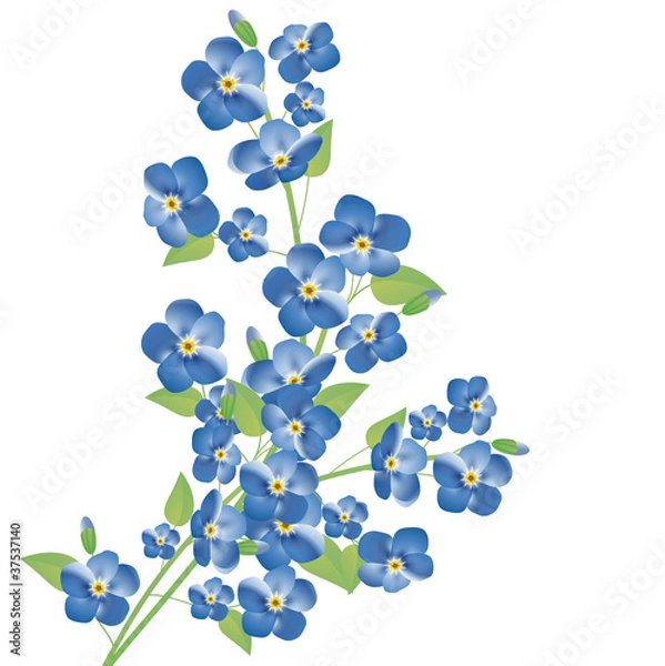 Obraz forget-me-not flowers