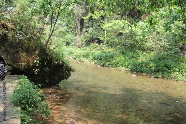 Obraz river in the forest
