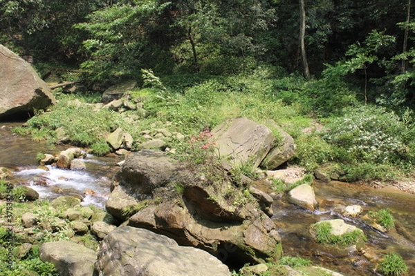 Obraz stream in the forest