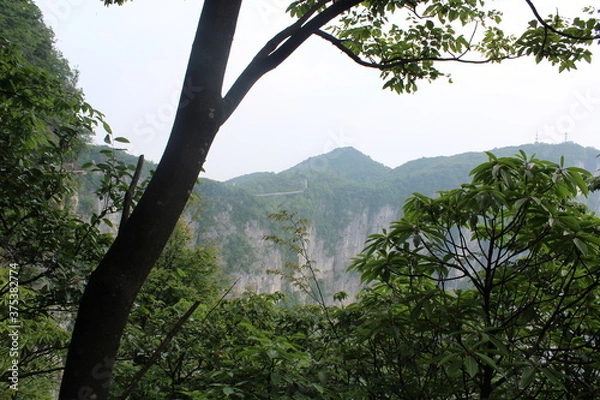 Obraz trees in the mountains