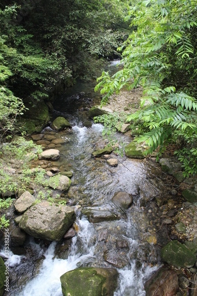 Obraz stream in the forest