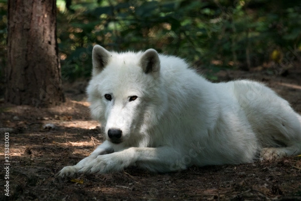 Fototapeta white wolf in the woods