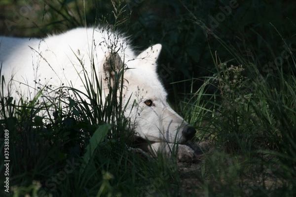 Fototapeta arctic wolf canis lupus