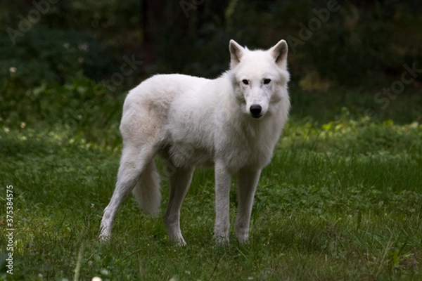 Fototapeta white wolf canis lupus