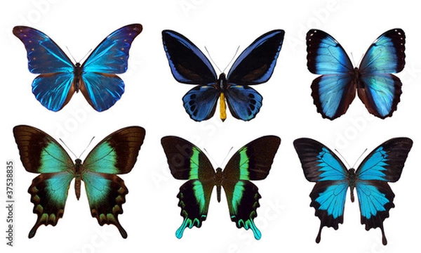 Obraz 6 blue butterflies