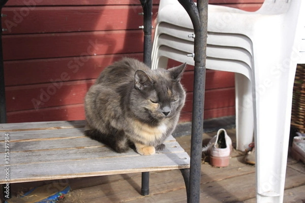 Obraz cat