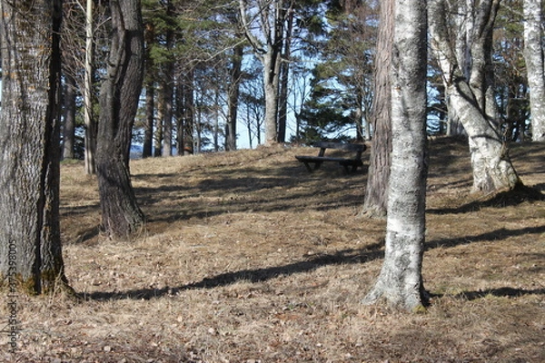 Obraz trees in the forest