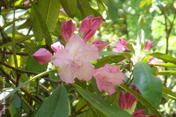 Obraz pink rose bush