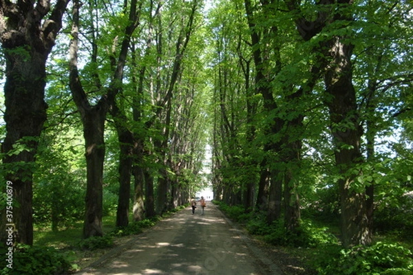 Obraz alley in the park