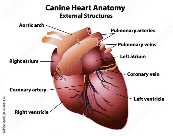 Obraz Canine heart with anatomy labels. External dog heart structures in a realistic style isolated on white background. Medical, healthcare, and science education.