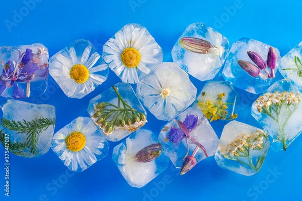 Fototapeta Ice cubes with flowers and herbs frozen inside them. Flower ice for drinks close-up.