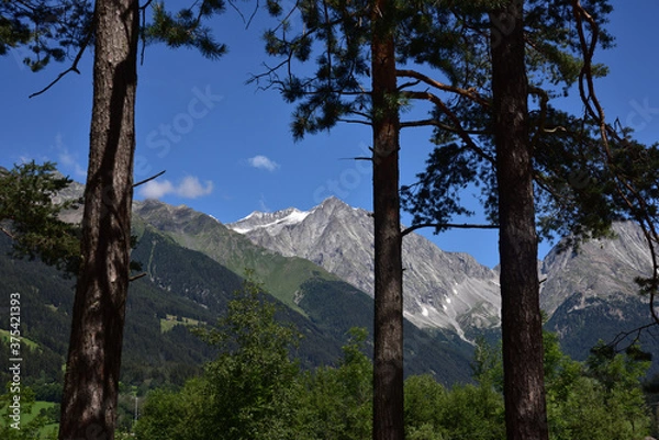 Obraz Peaks framed by trunks