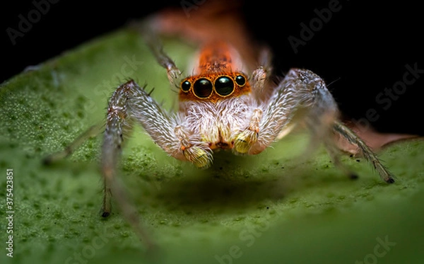 Obraz Jumping Spider