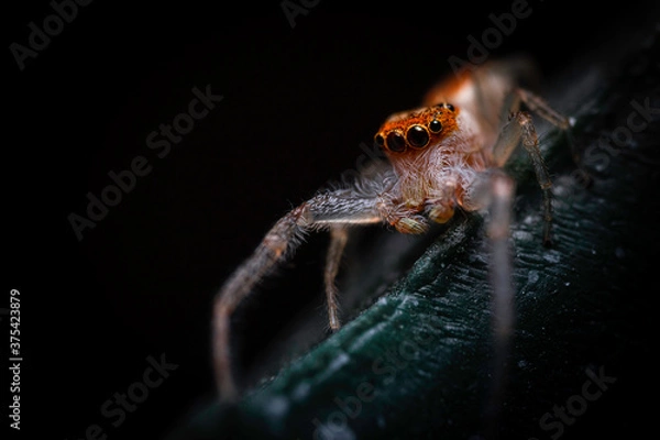 Fototapeta Jumping Spider