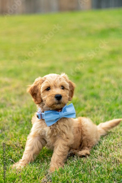 Obraz Goldendoodle Puppy 22