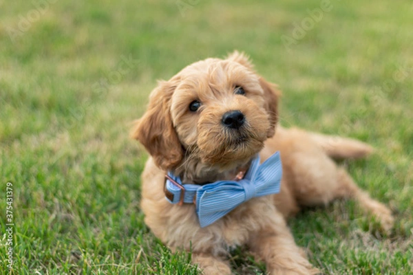 Obraz Goldendoodle Puppy 20