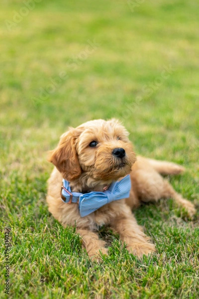 Obraz Goldendoodle Puppy 19