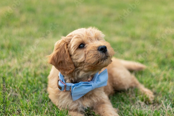 Obraz Goldendoodle Puppy 18