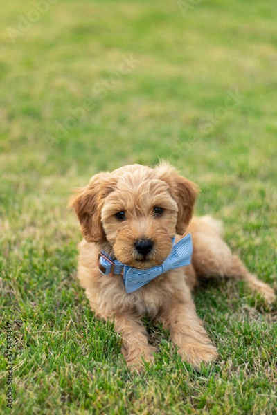 Obraz Goldendoodle Puppy 17