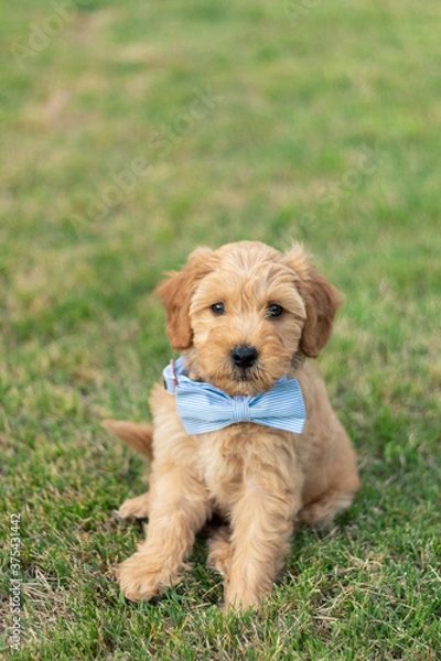 Obraz Goldendoodle Puppy 16