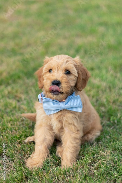 Obraz Goldendoodle Puppy 15