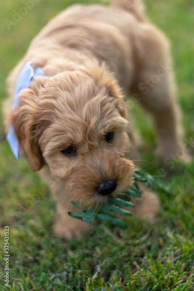 Obraz Goldendoodle Puppy 12