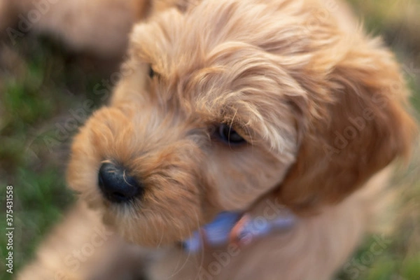 Obraz Goldendoodle Puppy 9