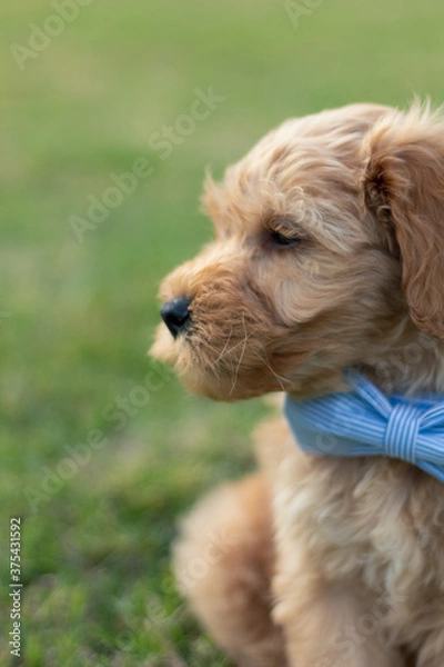 Obraz Goldendoodle Puppy 8