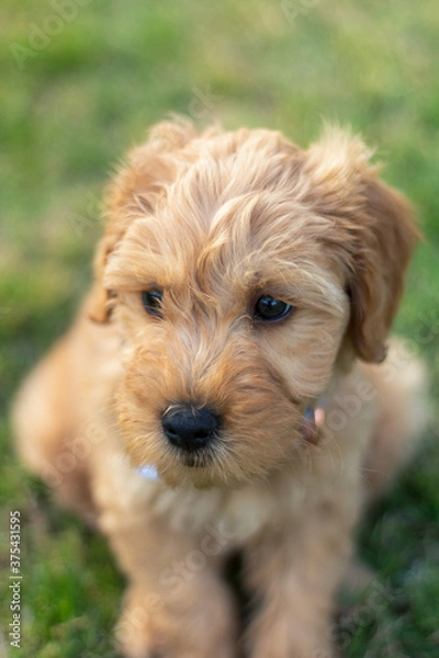 Obraz Goldendoodle Puppy 7