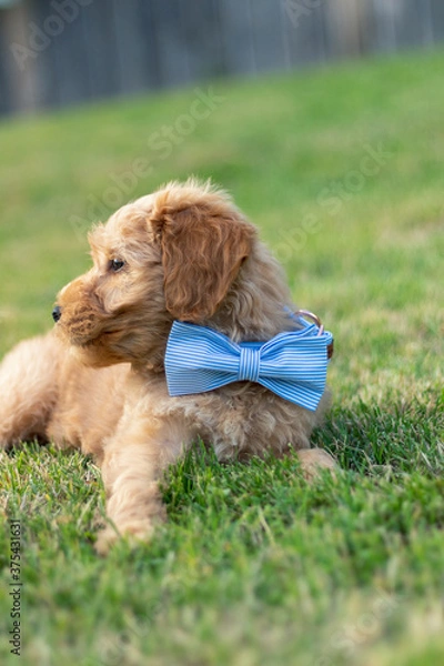 Obraz Goldendoodle Puppy 5