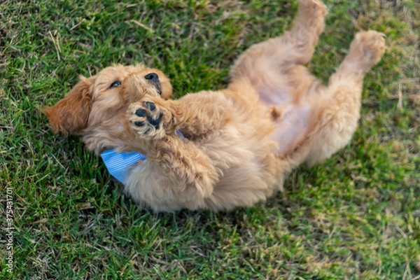 Obraz Goldendoodle Puppy 2