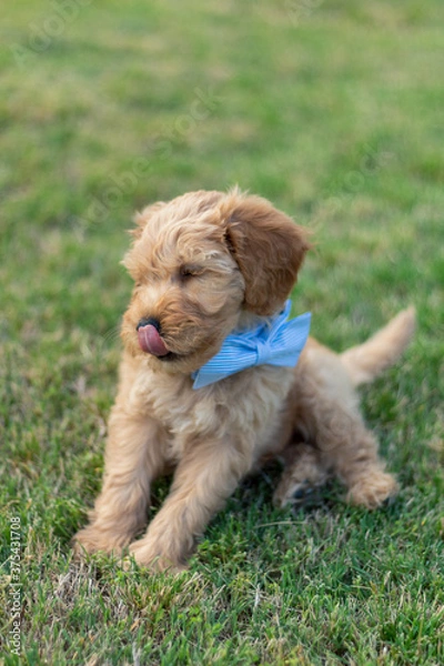 Obraz Goldendoodle Puppy