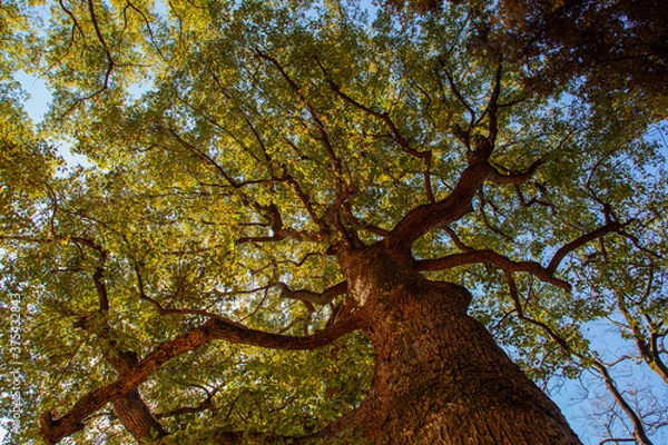 Obraz 陽に照らされる大きな木と枝