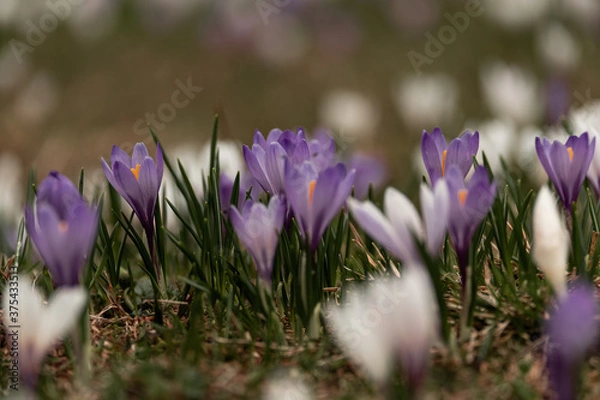 Obraz The spring blossoms