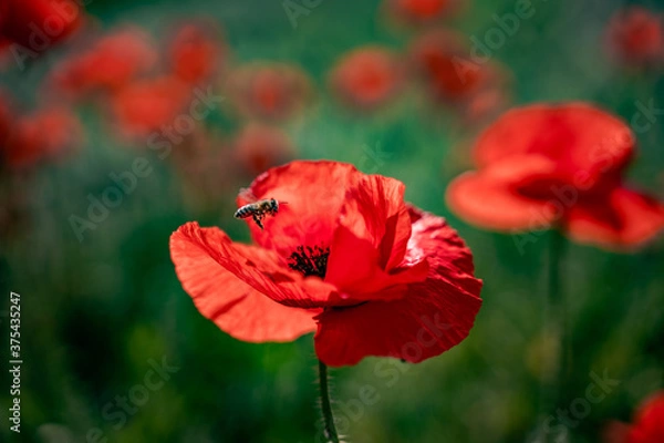Fototapeta bee landing on a red flower in the field