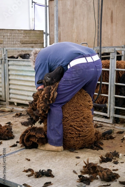 Fototapeta Sheep sheerer hard at work