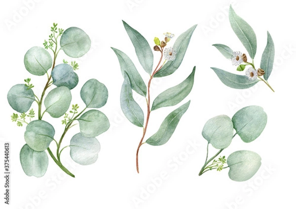 Fototapeta watercolor set with branches of eucalyptus