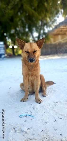 Obraz dog on the beach