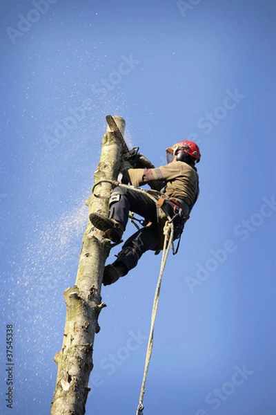 Obraz Arborist cutting tree
