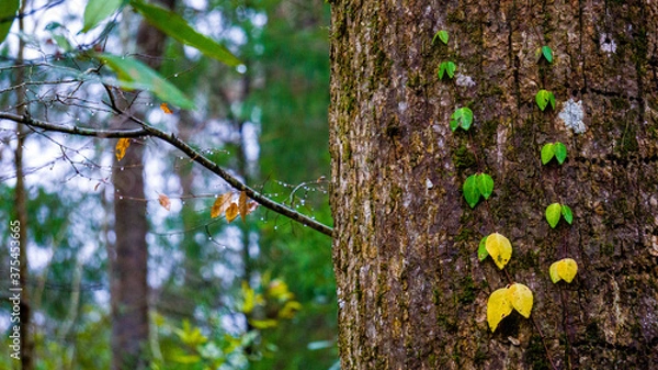 Obraz Tree in Spring