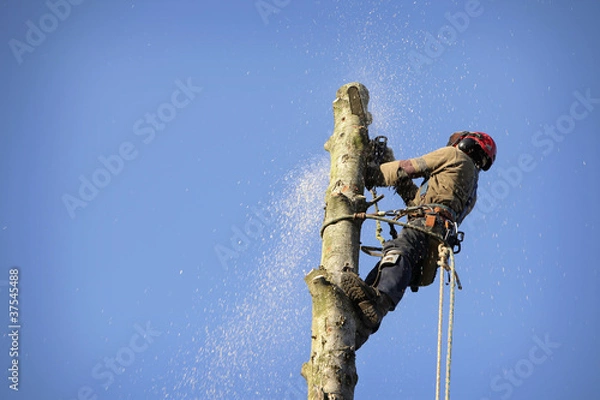 Obraz Drzewo do cięcia arborystów