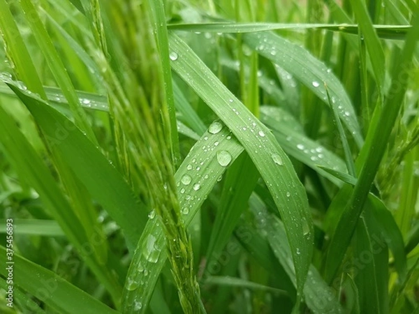 Fototapeta grass with dew drops