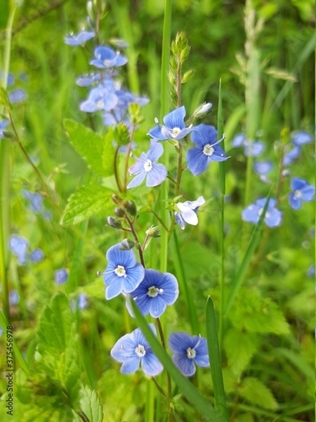 Fototapeta forget me not flowers