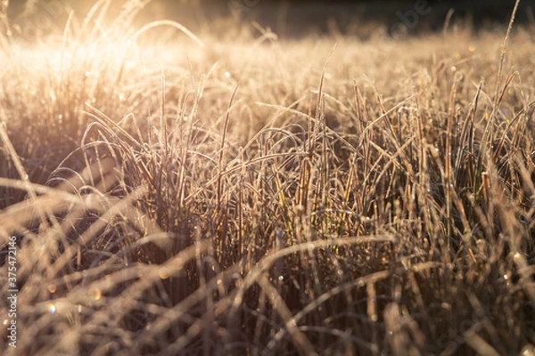 Fototapeta Closeup of brown grass covered in frost with golden sunlight behind it causing it to glow in the bright light