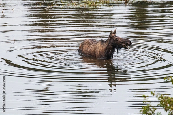 Obraz Water ripples around a moose standing in a pond looking right