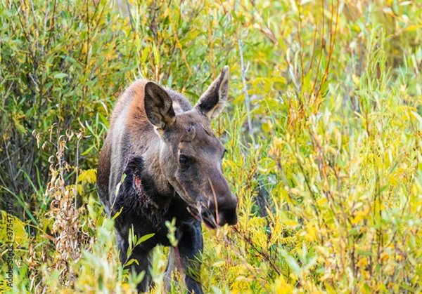 Obraz Moose calf with wound on neck standing in willows