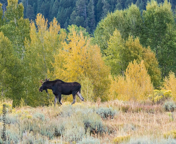 Obraz Young Bull Moose surrounded by Fall colors in Grand Teton National Park